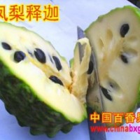 供应台湾精品水果——-凤梨释迦种苗