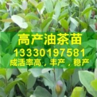 油茶苗的价格,湖南高产油茶树,油茶栽培技术,山茶树经济效益