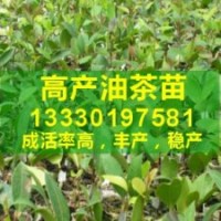 四川油茶树苗,油茶树种植政策,油茶高产品种栽培,油茶产业化