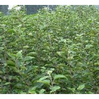 急售核桃苗苹果苗山楂苗皂角苗刺槐苗
