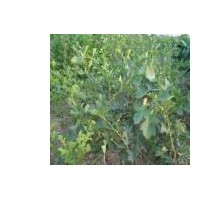 特供高60公分以上山楂苗50万株 大量供应2-7公分山楂树