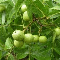 核桃苗 山楂苗 侧柏 白皮松 油松 蜀侩 河南侩