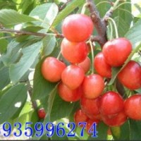 山西核桃苗 山西苹果苗 山西樱桃苗