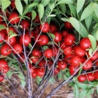 供应高钙果苗，欧梨苗，天然活性钙果苗，农大系列钙果苗