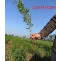供应优质枣树苗 这是你批发