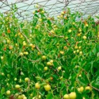 供应无核枣苗，沧州大枣苗