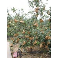 苹果苗批发|苹果苗品种|苹果苗种植技术