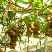 基地供应大无核等各品种葡萄及葡萄苗