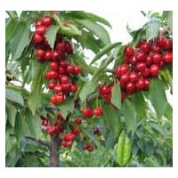 山西运城绛县樱桃苗 嫁接樱桃苗 5-8公分樱桃树 樱桃苗培育基地