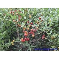 常年向陕西各地供应山西优质国槐小苗 文冠果苗 苹果苗 钙果苗