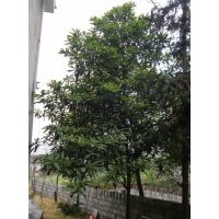 枇杷树|湖南枇杷树|枇杷树价格