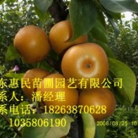 供应山东泰安0.5-3公分梨树苗 占地用 当年梨树苗