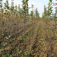 供应苹果苗-品种苹果苗价格-嫁接苹果苗-山西苹果苗基地 价格 厂