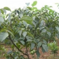 供应核桃苗、香玲核桃苗、嫁接核桃苗