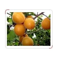 优质杏树苗