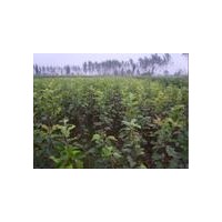 供应苹果苗，2公分苹果苗，占地苹果苗，苹果苗价格