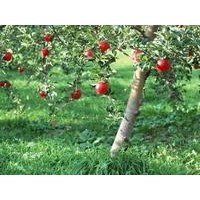 供应速生杨2-5公分速生杨 桃树苗 杏树苗 苹果苗