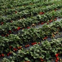 山东草莓苗，草莓苗品种，供应价格