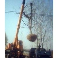 山西急售2-15公分山楂树 量大价优