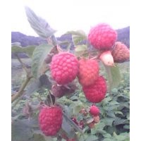大量供应优质黑龙江省树莓苗适合南方种植树莓苗
