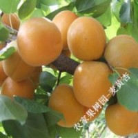 庭院果树苗批发早熟麦黄杏小苗麦黄杏树苗 包成活发货