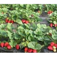 泰安草莓价格_草莓栽培_供应草莓苗_草莓选购