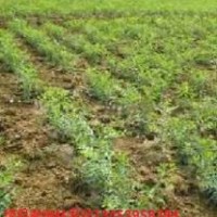 优质枣树苗供应 优良品种 山西特供