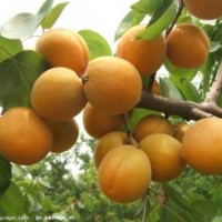 杏树苗价格，供应杏树苗种类，杏树苗