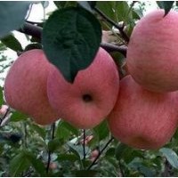 供应优质红富士苹果苗