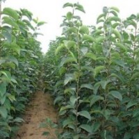 山东优质梨树苗