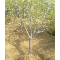 供应山杏树