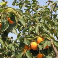 桃树 柿子树 山楂树 枣树 杏树