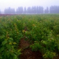 山东泰安杏树苗