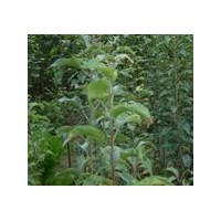 供应柿子苗，柿子树各种规格的