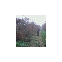 供3-4公分山楂树5-6公分山楂树7-8公分山楂树