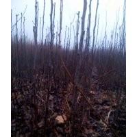 梨树苗、梨树苗价格