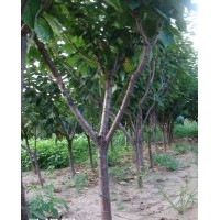 常年低价供应3-8公分大樱桃树