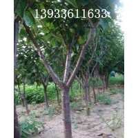 常年低价供应3-8公分大樱桃树