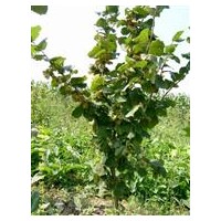 辽宁美国大榛子