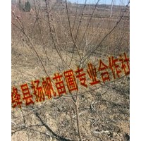 供应3-6公分山桃树，3-6公分红皮山桃树，3-6公分山桃树价格