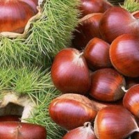 供应内蒙古板栗苗