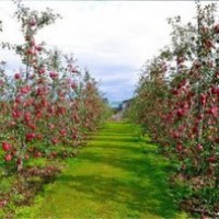 苹果苗山西优质苹果树苗价格苹果树基地