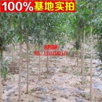 花石榴树 泰山红石榴 品种纯正