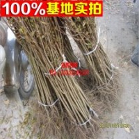 批发精品特色果树苗 无籽水晶石榴