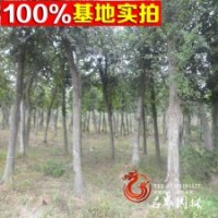 基地直销榉树 白榉小苗 绿化工程