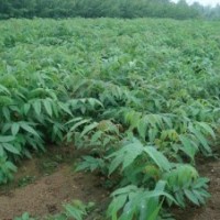 香椿苗多少钱 香椿苗品种