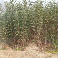 梨树苗好品种 当年梨树苗供应