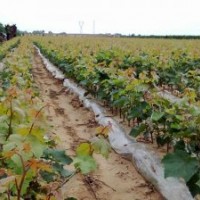 葡萄苗哪里好 优质葡萄苗好品种