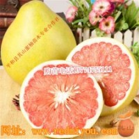 三红蜜柚苗供应
