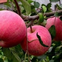 低价出售各种苹果苗，梨苗，板栗苗